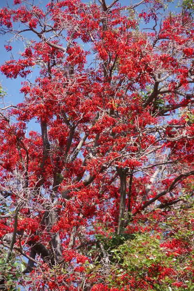 Повний Круглий Вигляд Еритрини Червоного Коралового Дерева Повному Розквіті Кінці — стокове фото