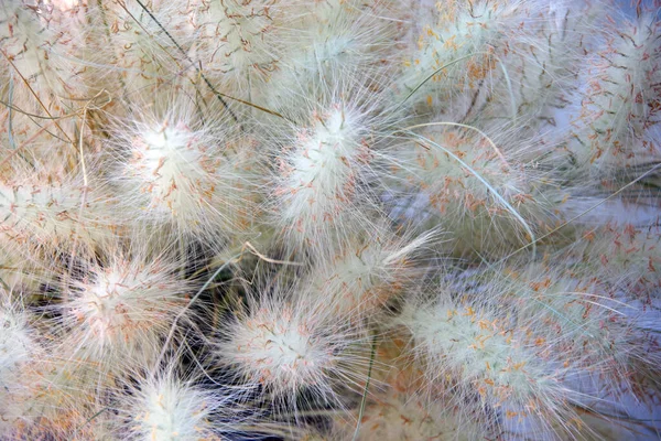 装饰Muhlenbergia Capillaris白云Muhly草皮的全景特写 — 图库照片