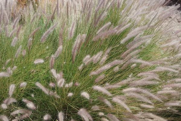 Visualizzazione Ravvicinata Completa Dell Erba Decorativa Del Deserto Giardino — Foto Stock