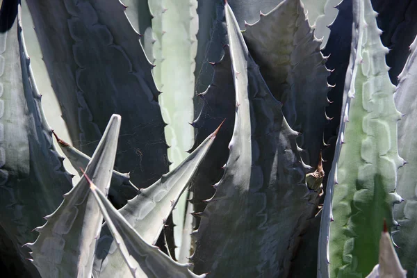 Vista Cerca Del Marco Completo Una Gran Planta Agave Con —  Fotos de Stock