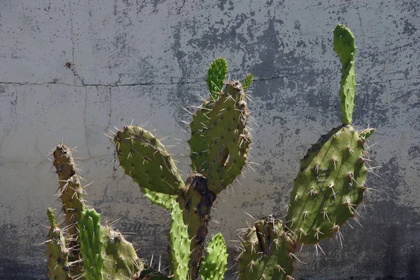 Cactus Verde Hoja Espinosa Frente Una Pared Hormigón Gris —  Fotos de Stock