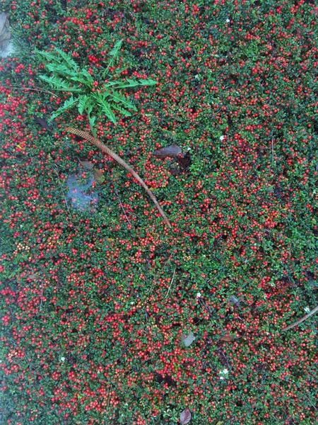 Full Frame Närbild Cotoneaster Mark Täcka Växter Med Bär Och — Stockfoto