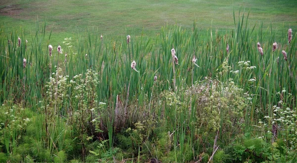 Reihen Grüner Pflanzen Und Blumen Rande Einer Grünen Rasenfläche — Stockfoto