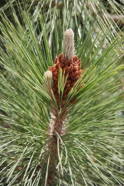春の成長の間のモントレーの松の小枝のクローズアップビューでは 新鮮な針と初期のコーンが発達しています — ストック写真
