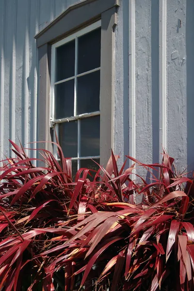 Närbild Perspektiv Röda Linplantor Framför Gammal Grå Byggnadsmur Med Fönster — Stockfoto