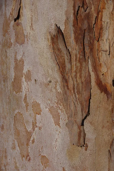 Marco Completo Vista Cerca Segmento Tronco Árbol Con Poco Corteza —  Fotos de Stock