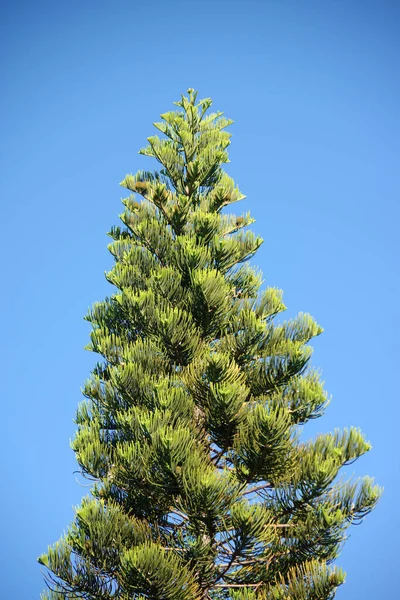 Widok Szczyt Wysokiej Araucaria Norfolk Sosny Wyspy Pod Błękitnym Niebem — Zdjęcie stockowe