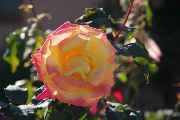 Close Widok Żółtej Róży Jasny Łagodny Zimowy Dzień Kalifornii — Zdjęcie stockowe