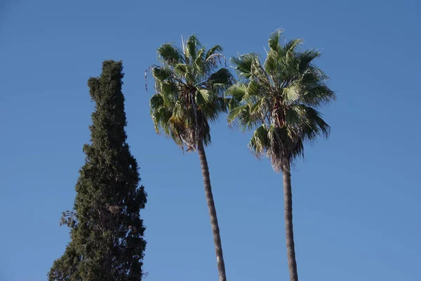 Low Angle View Two Tall California Fan Palms One Other — Stock Photo, Image