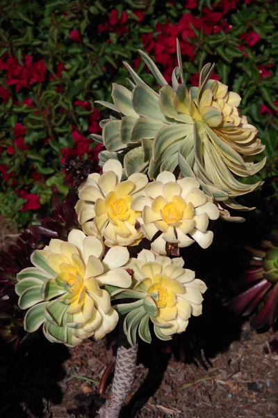 Aeonium Sunburst Plante Succulente Dans Environnement Paysager Résistant Sécheresse — Photo