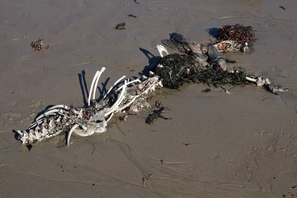 Carcass California Harbor Seal Found Beach Sand Low Tide — Stockfoto