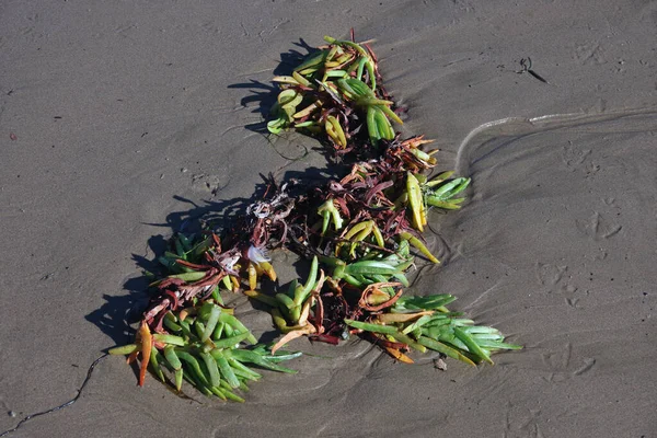 String Torn Out Beach Dunes Succulents Washed Beach Low Tide — Stockfoto