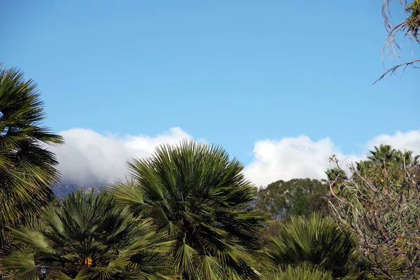 Palm Trees Clouds Santa Ynez Mountains Seen Santa Barbara Bright — Foto de Stock