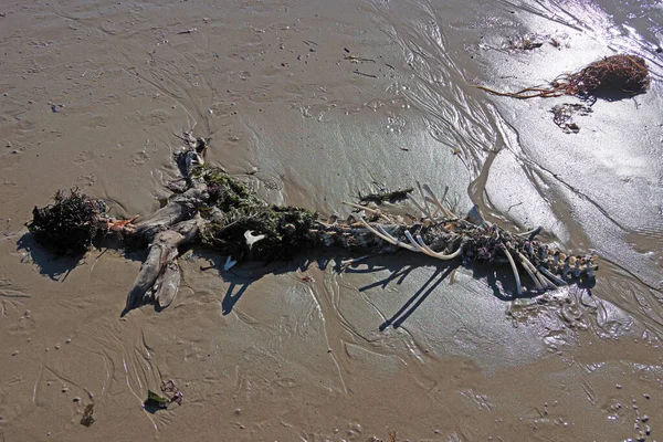 干潮時に海岸砂の上に発見されたカリフォルニア港のアザラシの死体 — ストック写真