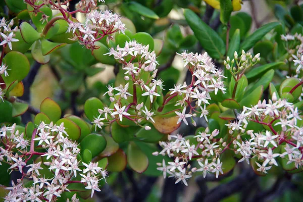 Blossoms Flowering Succulent Jade Plant Penny Tree Winter — Foto de Stock