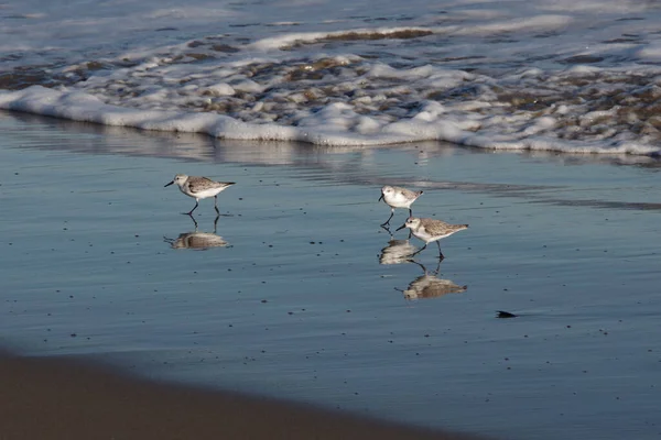 Sanderling Sandpiper Birds Ocean Beach Foraging Food Tide Sand — Photo