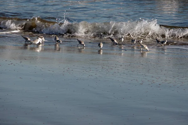 Sanderling Sandpiper Birds Ocean Beach Foraging Food Tide Sand — Photo
