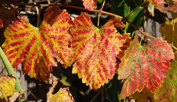 Close View Vibrant Colors Wine Leaves Warm Winter Day California — ストック写真