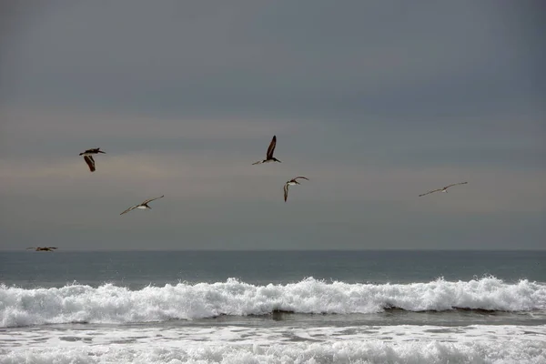 Bando Pelicanos Marrons Voando Sobre Praia Santa Barbar Dia Nublado — Fotografia de Stock