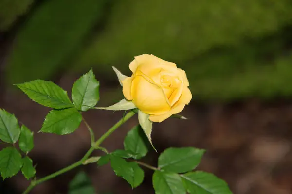 Close View Bright Yellow Rose Blossom Winter — Foto Stock