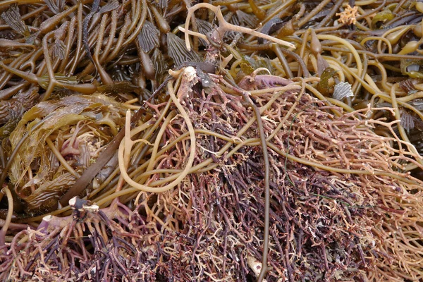 Vollbild Nahaufnahme Eines Haufens Gestrandeter Algen Und Seetang Einem Meeresstrand — Stockfoto