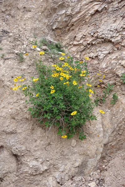 Yellow Daisy Wildflowers Growing Steep Sandstone Wall California Ocean Cliff — Φωτογραφία Αρχείου