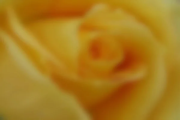 Abstract Background Blurred Close Image Yellow Rose Blossom — Foto de Stock