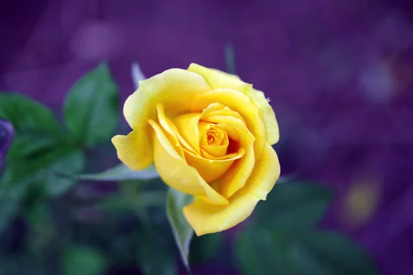 Vista Ravvicinata Fiore Rosa Gialla Con Sfondo Blu Sfocato — Foto Stock