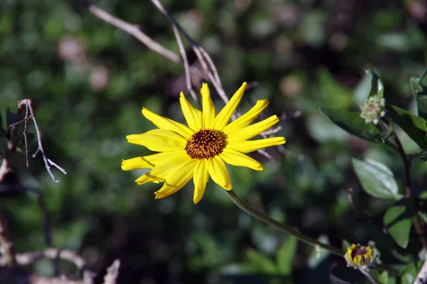 Nahaufnahme Einer Einzelnen Blüte Einer Encelia Californica Coast Sunflower California — Stockfoto