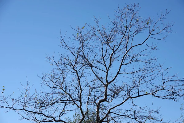 Vista Bajo Ángulo Árbol Sicómoro Desnudo Bajo Cielo Azul Brillante —  Fotos de Stock