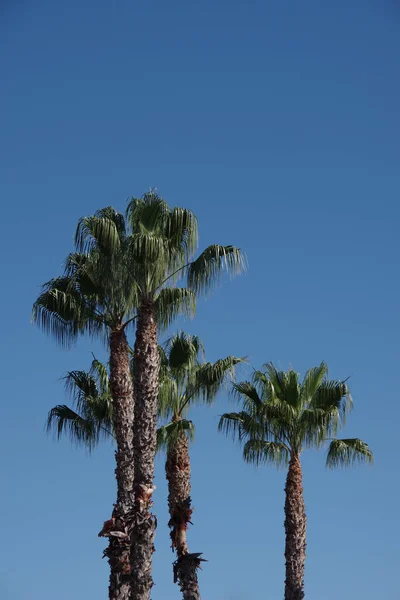 Low Angle View Group California Fan Palm Trees Blue Sky — Stock Photo, Image