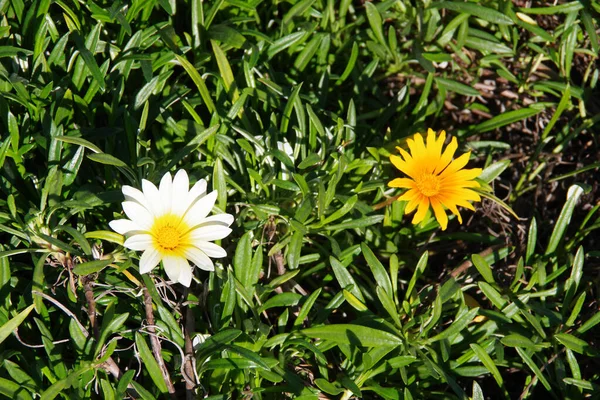 Vista Cerca Amarillo Una Flor Blanca Gazania Tesoro Plantas Cubierta —  Fotos de Stock