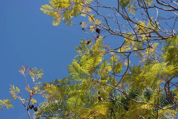 Jacaranda Baum Mit Blättern Und Einigen Alten Samenschoten Unter Blu — Stockfoto