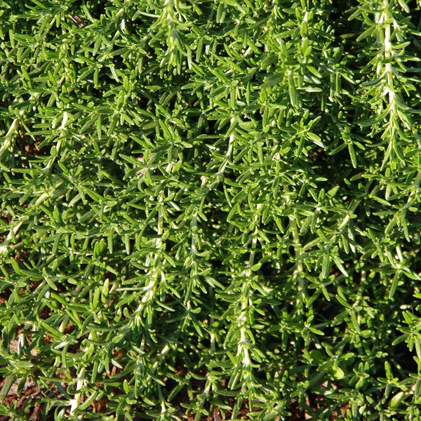 Taze Yeşil Biberiye Bitkilerinin Tam Kare Görüntüsü — Stok fotoğraf