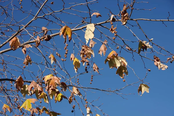 Kışın Bir Çınar Ağacının Dalları Mavi Gökyüzünün Altında Renkli Kuru — Stok fotoğraf