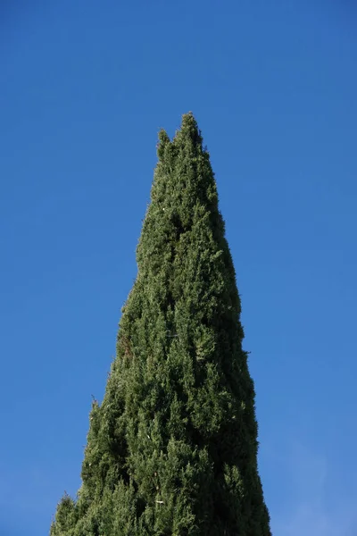 青空の下で大きな雄大なヒノキの木の上 — ストック写真