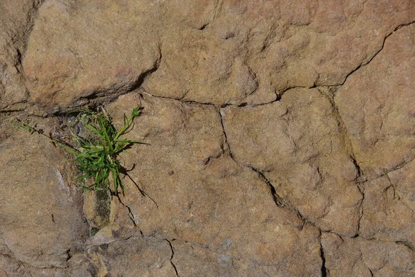 Una Piccola Pianta Erbosa Che Cresce Una Roccia Arenaria — Foto Stock