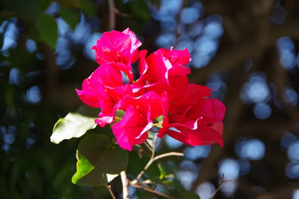 Γκρο Πλαν Άποψη Του Κόκκινου Ροζ Φύλλα Μπουκαμβίλιες Άνθος Πέταλο — Φωτογραφία Αρχείου