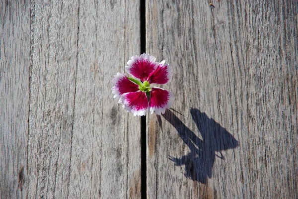 Close View Small Red White Edible Flower Rustic Wooden Outdoor — Stock Photo, Image