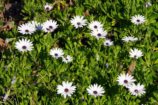 Vista Cerca Una Cama Flores Blancas Margarita Africana Osteospermum —  Fotos de Stock