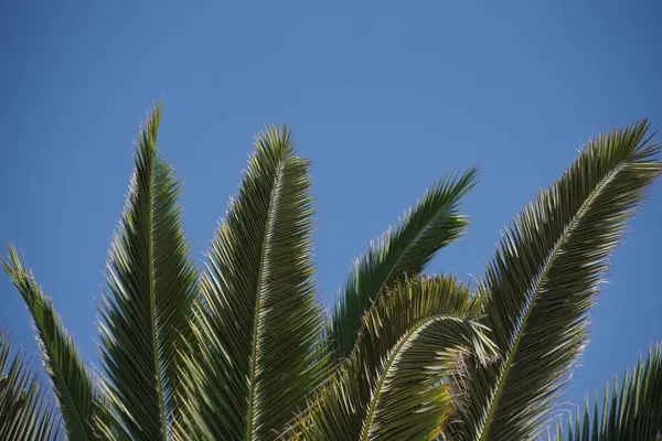 Marco Completo Vista Cerca Cortado Hojas Palma Verde Cielo Azul — Foto de Stock