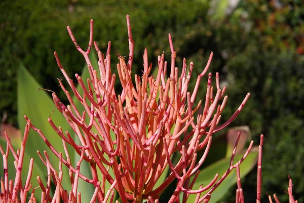 Közelkép Egy Tüzes Zamatos Növényről Ceruzakaktusz Vagy Euphorbia Tirucalli — Stock Fotó