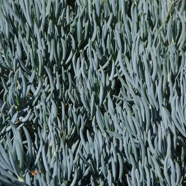 Celý Snímek Detailní Pohled Pole Senecio Mandraliscae Blue Chalksticks Rostlin — Stock fotografie