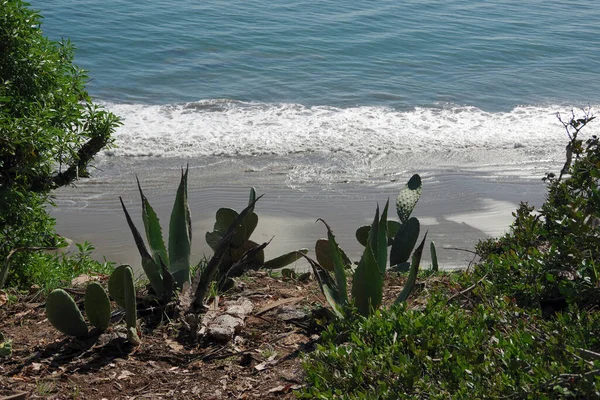 Küste Von Santa Barbara Mit Kakteen Und Agaven Und Einem — Stockfoto