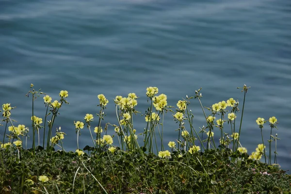 Yellow Wildflowers Bluffs Southern California Pacific Ocean Shore — Stock Photo, Image