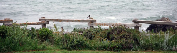 Pájaro Sentado Poste Cerca Rastro Los Acantilados Largo Costa California — Foto de Stock