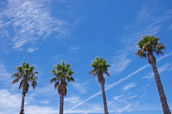 캘리포니아의 야자수가 구름을 아래서 — 스톡 사진