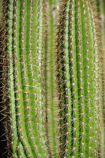 Close Volledig Frame Macro Weergave Van Een Hoge Stekelige Cactus — Stockfoto