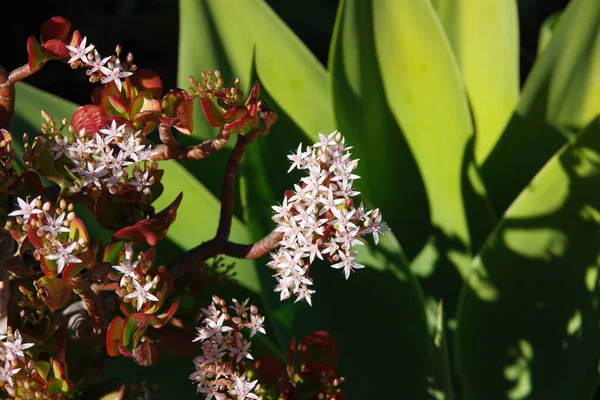 Een Zonovergoten Bloeiende Jade Plant Voor Een Agave Plant — Stockfoto