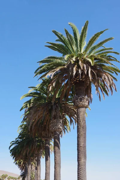 Phoenix King Palms Uma Fileira Palmas Sob Céu Azul — Fotografia de Stock